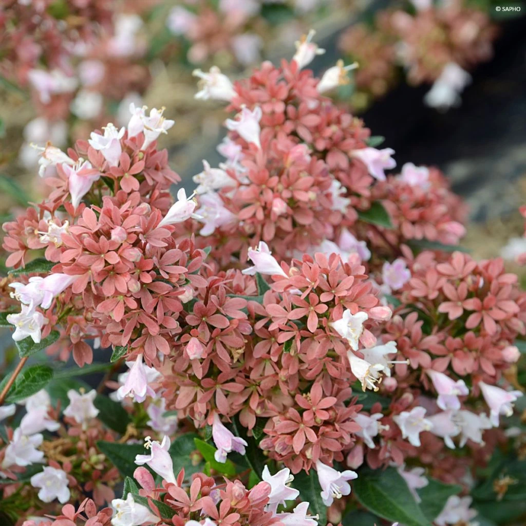 Abelia Raspberry Profusion 1 Abelia Raspberry Profusion
