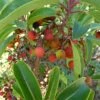 Arbutus Andrachne - Arbousier De Chypre
