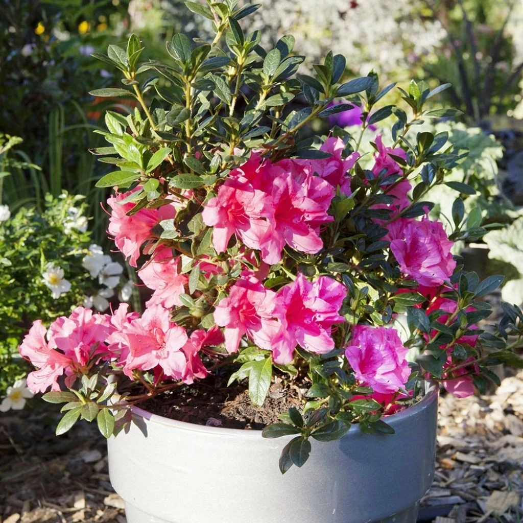 Azalée Hybride ENCORE® Carnival 1 Azalée Hybride ENCORE® Carnival