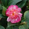 Camélia D'automne - Camellia Sasanqua Choji Guruma