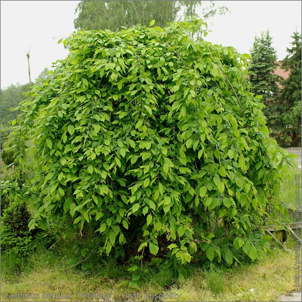 Carpinus Betulus Pendula - Charme Commun Pleureur 1 Carpinus Betulus Pendula - Charme Commun Pleureur