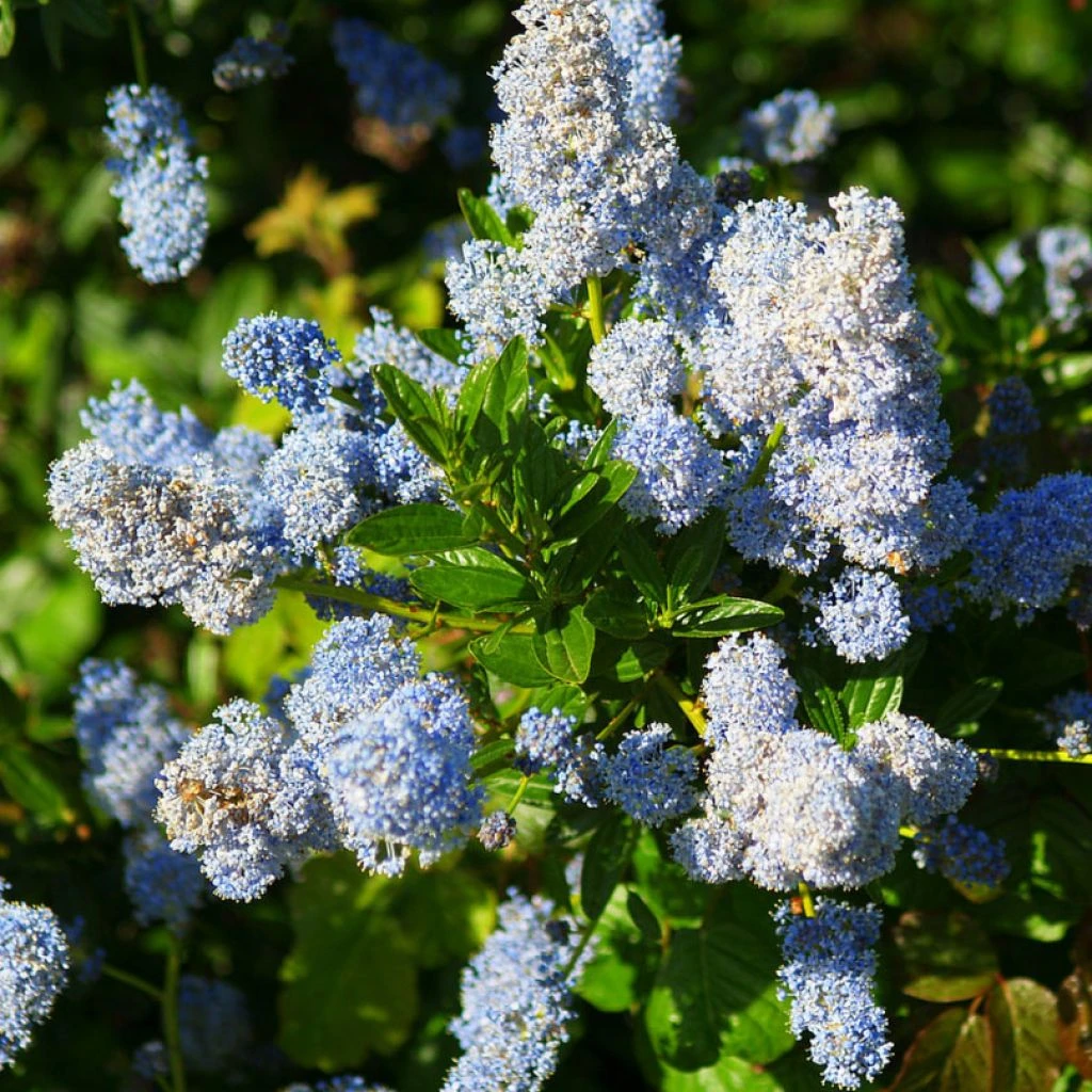 Ceanothus Arboreus Concha - Lilas De Californie 1 Ceanothus Arboreus Concha - Lilas De Californie