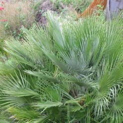 Chamaerops Humilis Compacta - Palmier Nain