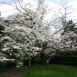 Cornus Florida - Cornouiller à Fleurs D'Amérique
