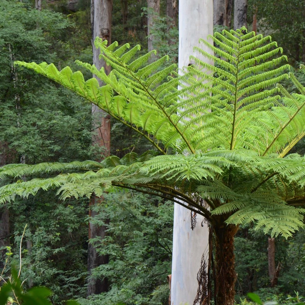 Cyathea Cooperi - Fougère Arborescente 1 Cyathea Cooperi - Fougère Arborescente