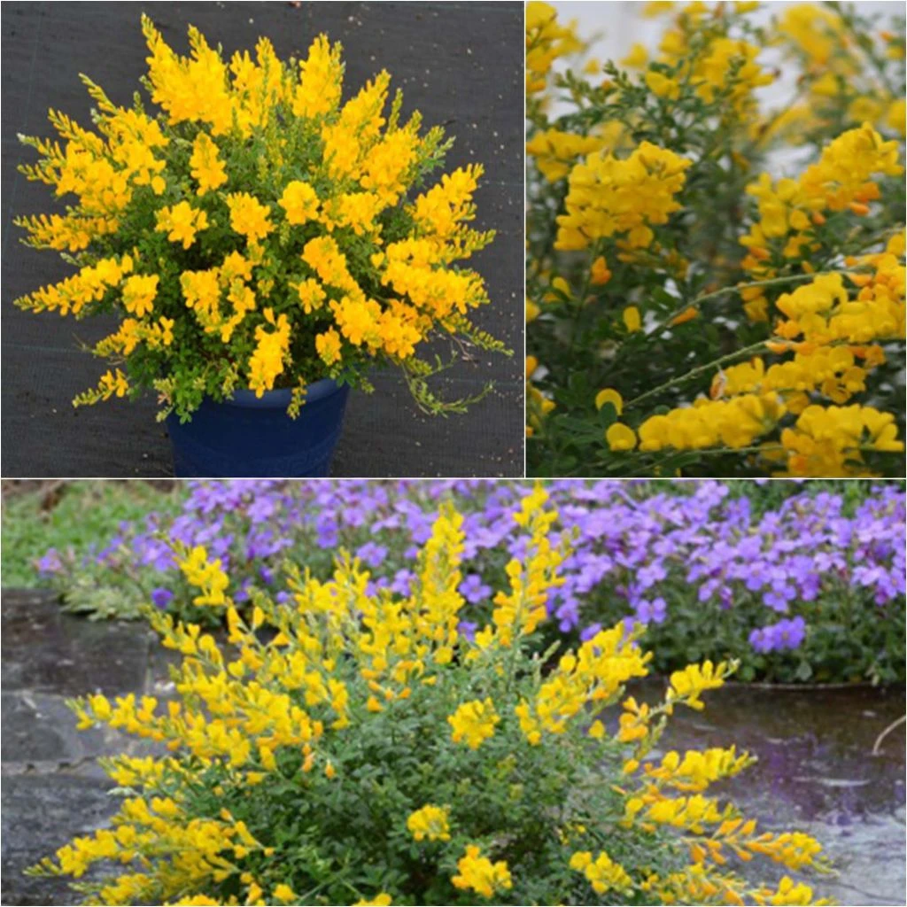 Cytisus Racemosus Phebus - Genêt De Tenerife 1 Cytisus Racemosus Phebus - Genêt De Tenerife