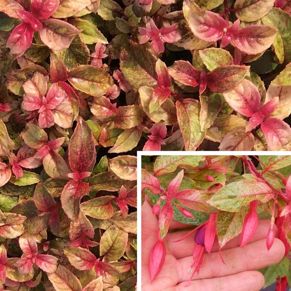 Fuchsia Rustique Happy Birthday 1 Fuchsia Rustique Happy Birthday