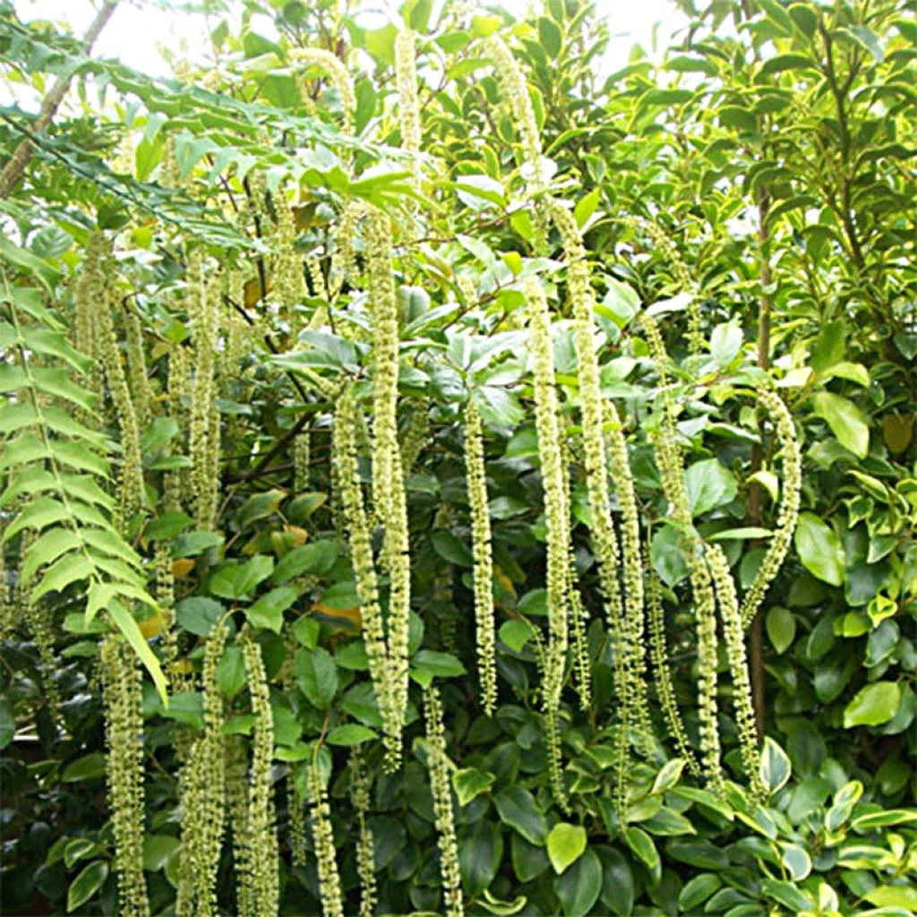 Itea Ilicifolia 1 Itea Ilicifolia