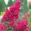 Lagerstroemia Indica Summer Charm Tonto - Lilas Des Indes