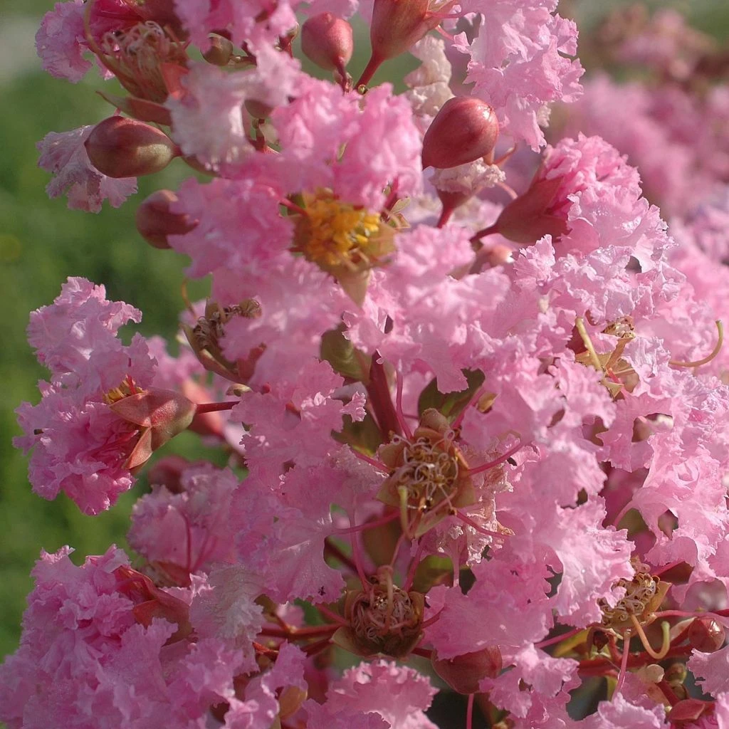 Lagerstroemia Indica Rose Thé - Lilas Des Indes 1 Lagerstroemia Indica Rose Thé - Lilas Des Indes