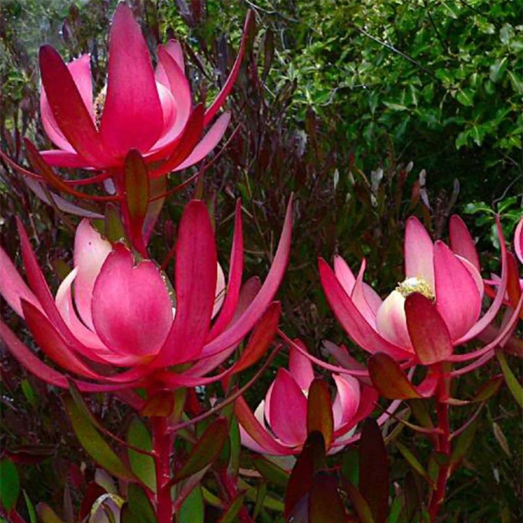 Leucadendron Fireglow 1 Leucadendron Fireglow