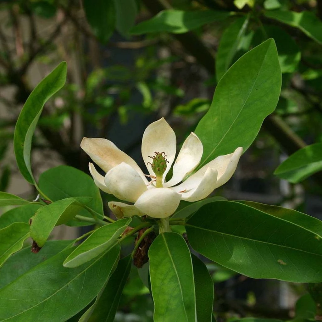 Magnolia Virginiana Glauca - Magnolia De Virginie 1 Magnolia Virginiana Glauca - Magnolia De Virginie