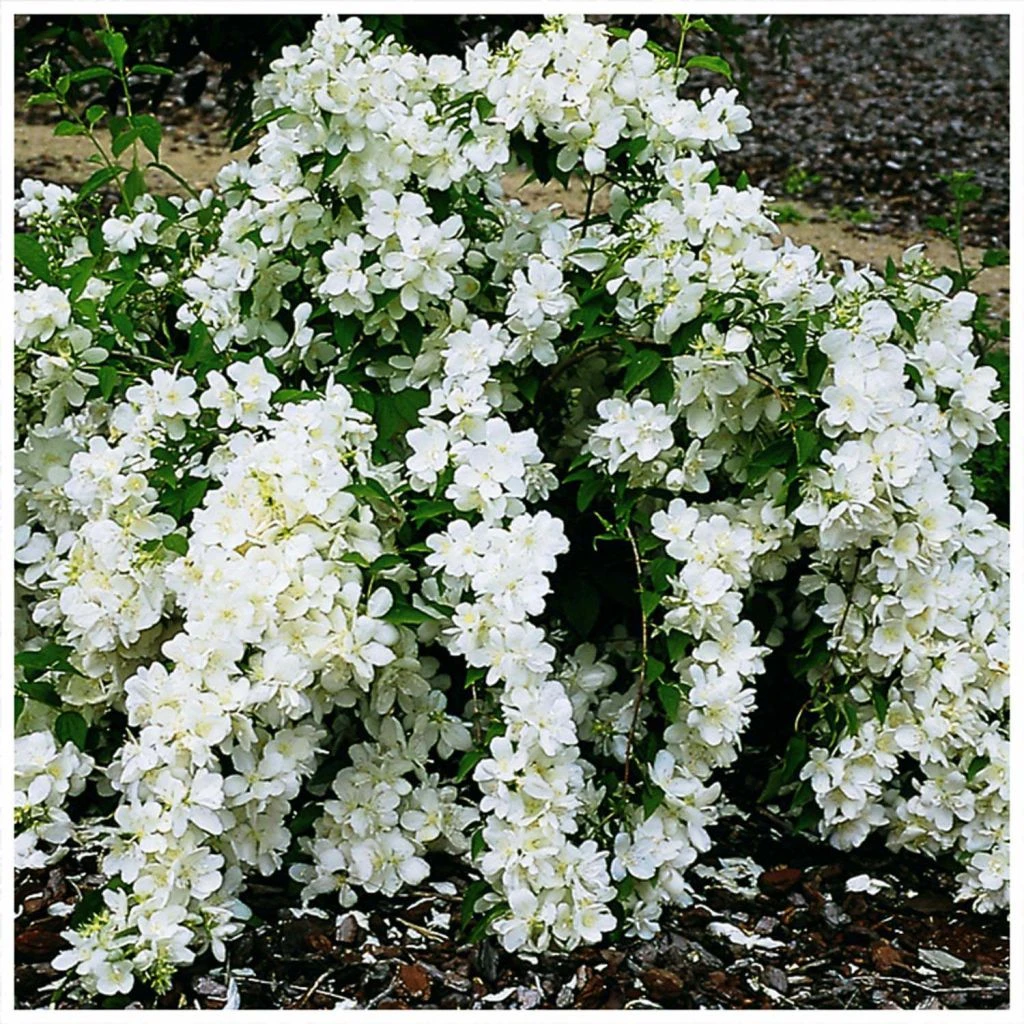 Seringat - Philadelphus White Rock (Pekphil) 1 Seringat - Philadelphus White Rock (Pekphil)