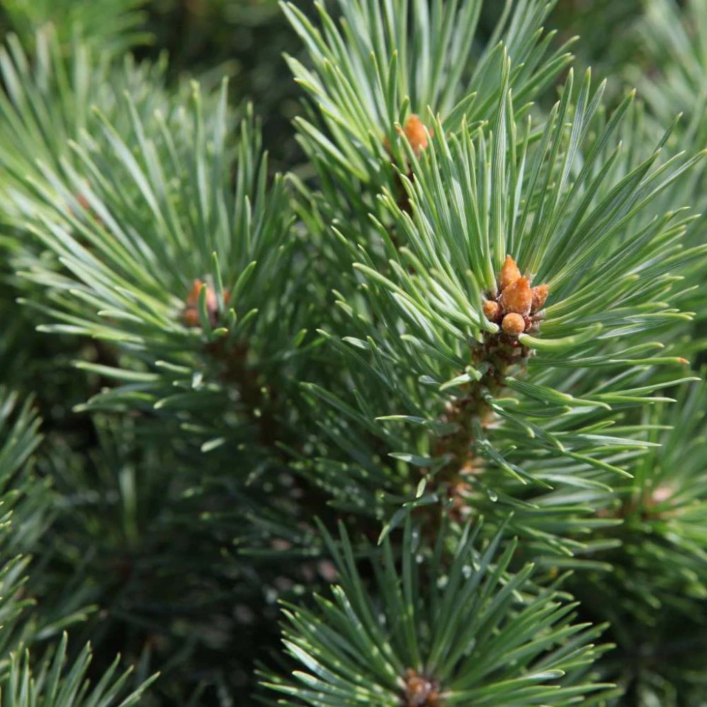 Pinus Sylvestris Watereri - Pin Sylvestre 1 Pinus Sylvestris Watereri - Pin Sylvestre