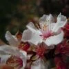Ragouminier - Prunus Tomentosa