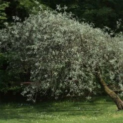 Pyrus Salicifolia Pendula - Poirier D'ornement Pleureur