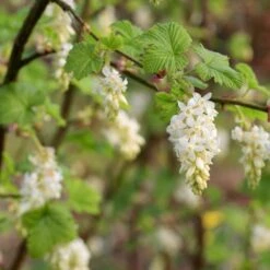Ribes Sanguineum White Icicle - Groseillier à Fleurs Blanches