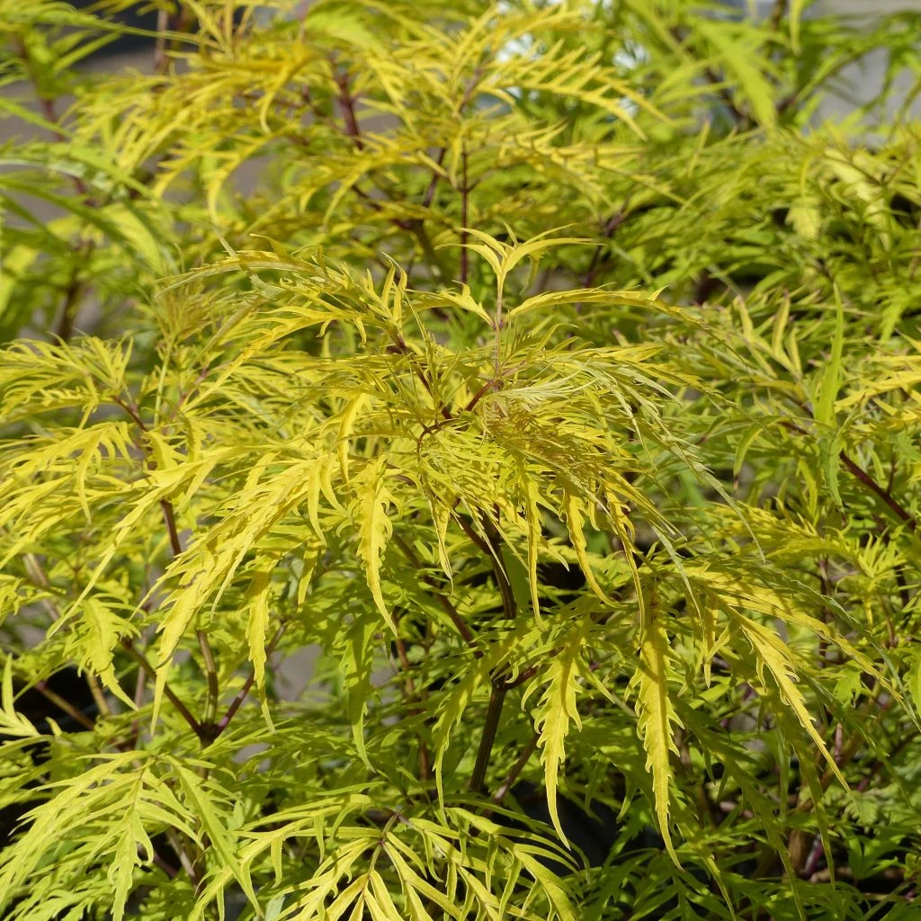 Sureau à Grappes - Sambucus Racemosa Welsh Gold 1 Sureau à Grappes - Sambucus Racemosa Welsh Gold