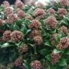 Skimmia Japonica Pink Dwarf