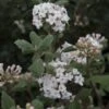 Viburnum Carlesii - Viorne De Carle