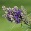 Vitex Agnus-castus Blue Puffball - Gattilier