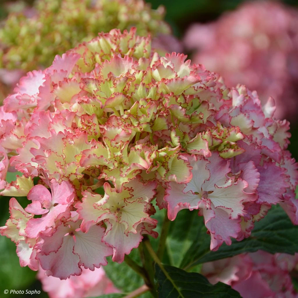 Hortensia - Hydrangea Macrophylla So Long Sunny 1 Hortensia - Hydrangea Macrophylla So Long Sunny