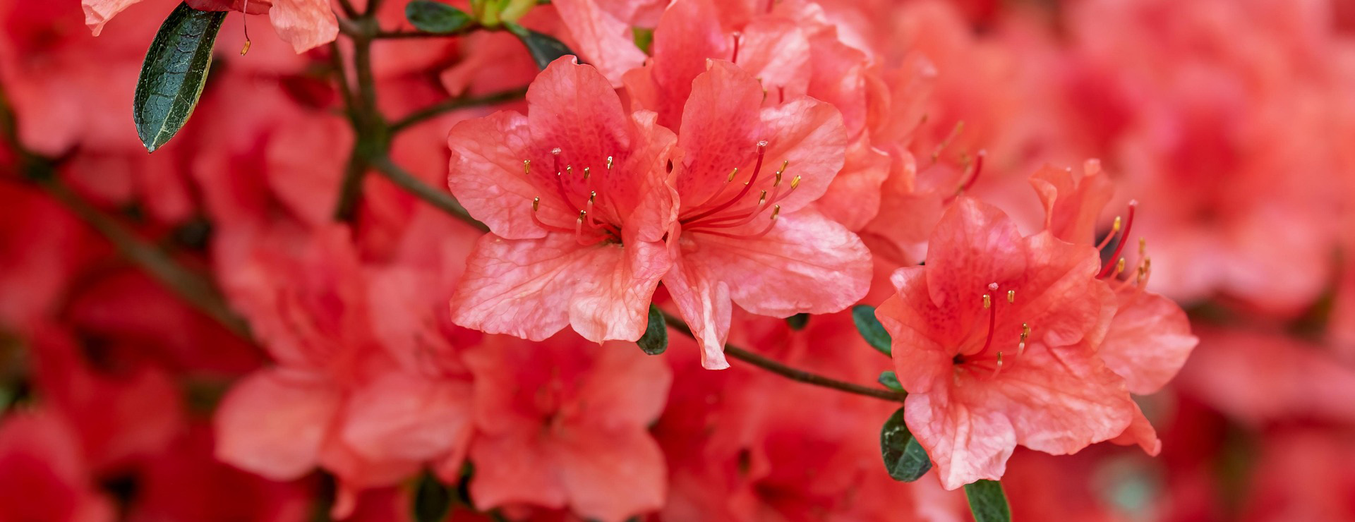 Arbustes Boutique -Arbustes Boutique flower 3387715 1920